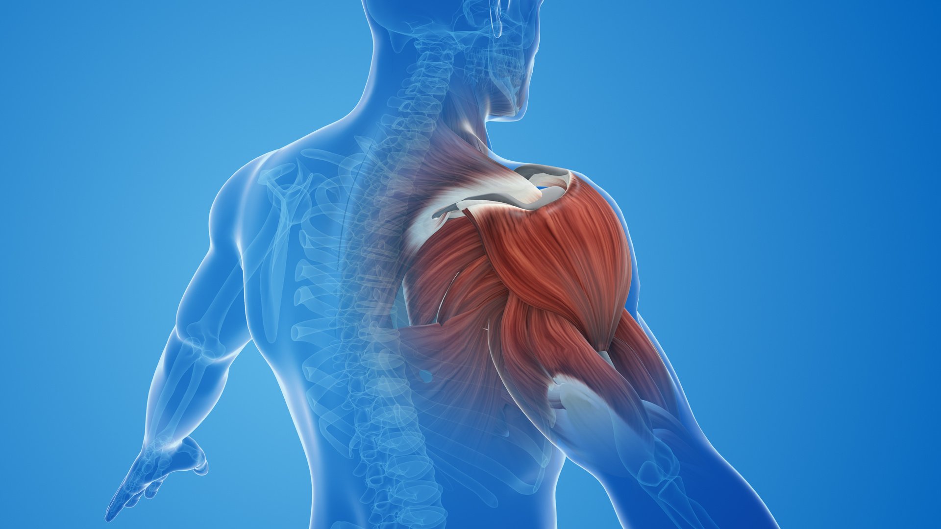 shoulder muscle pain and injury